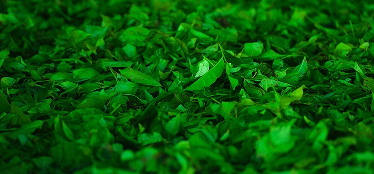 green-tea-leaves