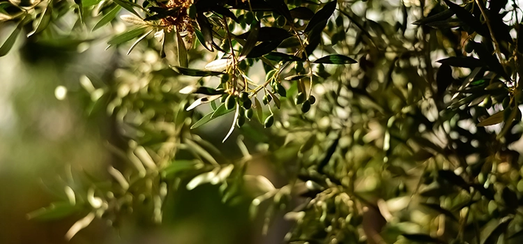 olive-oil-plant