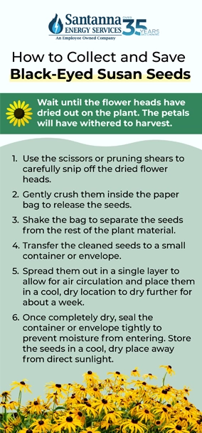 How to Collect and Save Black-Eyed Susans