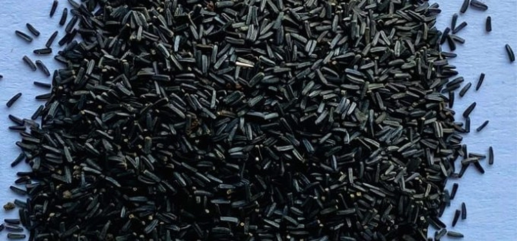 black-eyed-susan-seeds-against-a-blue-background