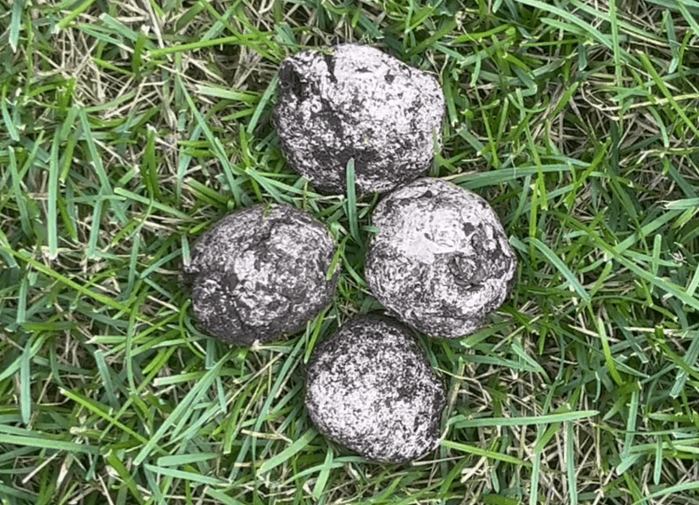 seed bombs