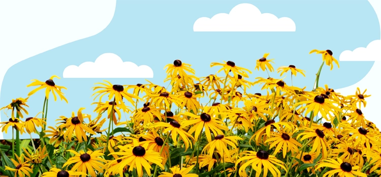 black-eyed-susans-in-a-field-against-a-blue-sky
