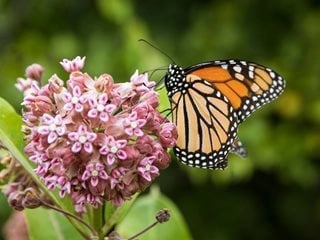 A-Monarch-butterfly-feeding-on-nectar-from-a-milkweed-Photo-by-Catherine-Avilez-Shutterstock