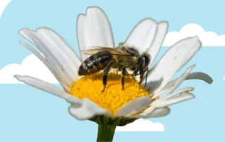 6-ways-to-help-pollinators-thrive