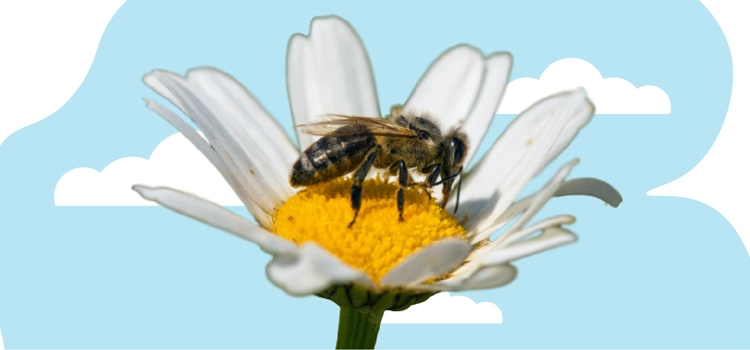 6-ways-to-help-pollinators-thrive