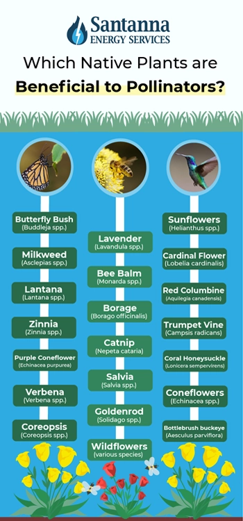 Infographic-of-plants-that-are-beneficial-to-pollinators