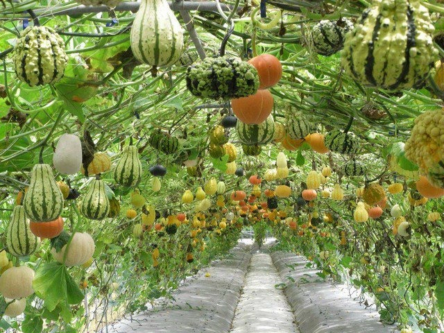 arched vertical garden with hanging gourds
