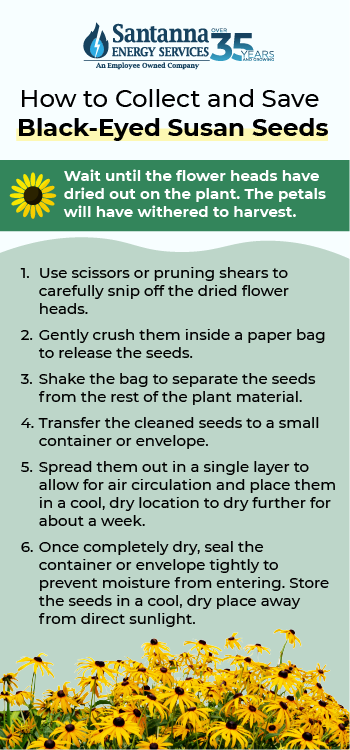 How to Collect and Save Black-Eyed Susans