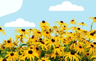 black-eyed-susans-in-a-field-against-a-blue-sky