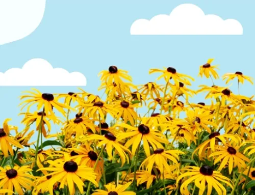 Black Eyed Susans: What Midwesterners Need to Know