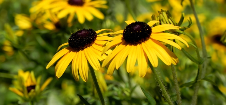 black-eyed-susans-in-a-field