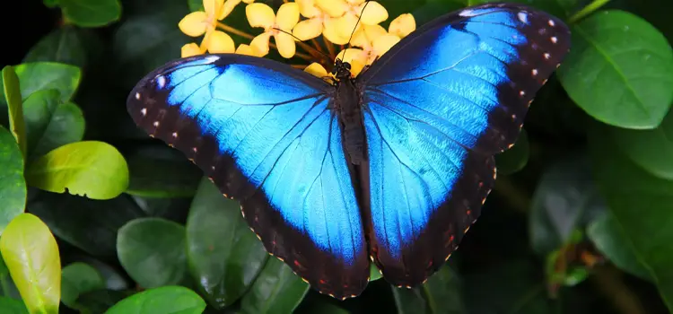 franklin-park-conservatory-butterflies