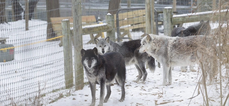 pa wolf sanctuary lititz pa