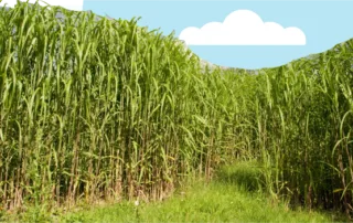 crops for biomass energy