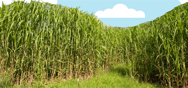 crops for biomass energy