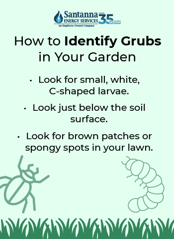 How-to-identify-grubs