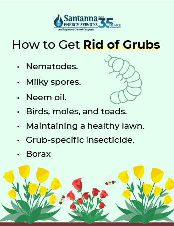 how-to-get-rid-of-grubs