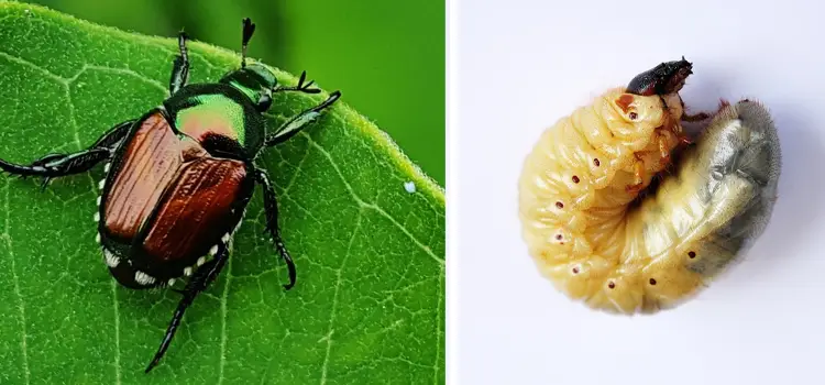 Japanese-Beetle-grubs