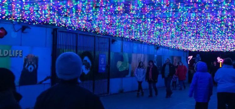 Zoo and Park Light Displays