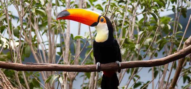 bird-at-the-national-aviary-pittsburgh-pa