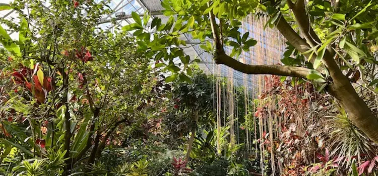 krohn conservatory