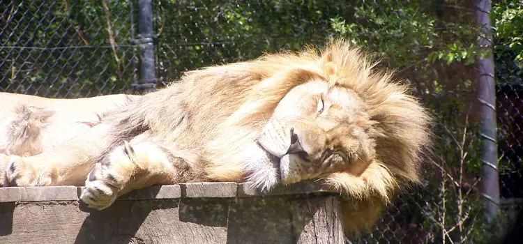 lion at the akron zoo