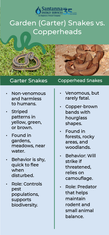 Garden-Garter-Snakes-vs.-Copperheads