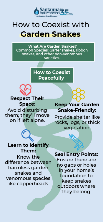 How to coexist with garden snakes