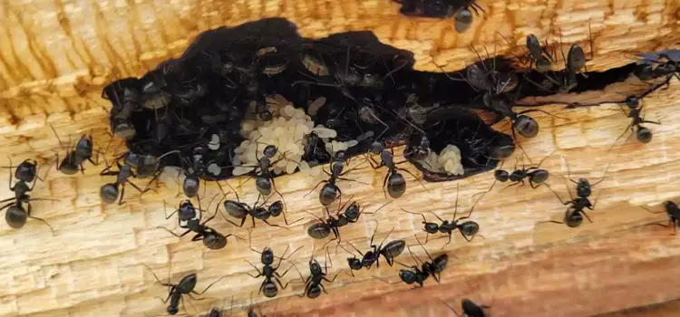 carpenter ants in ohio