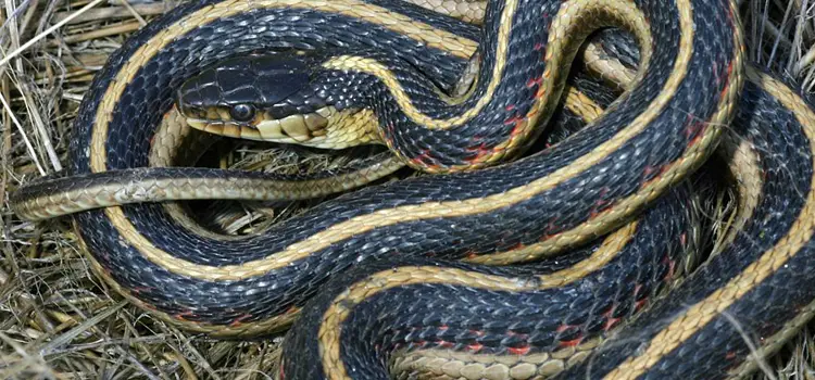 common garter snake