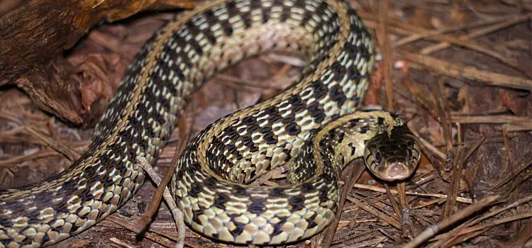 eastern garter snake