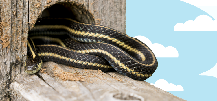 garter snake in tree