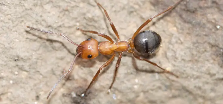 mound ants in ohio