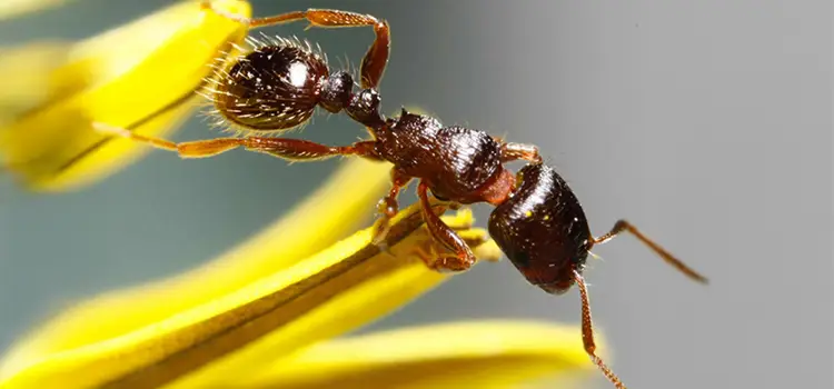 pavement ants in ohio