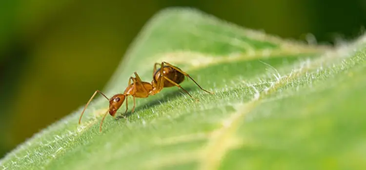 pharaoh ants in ohio