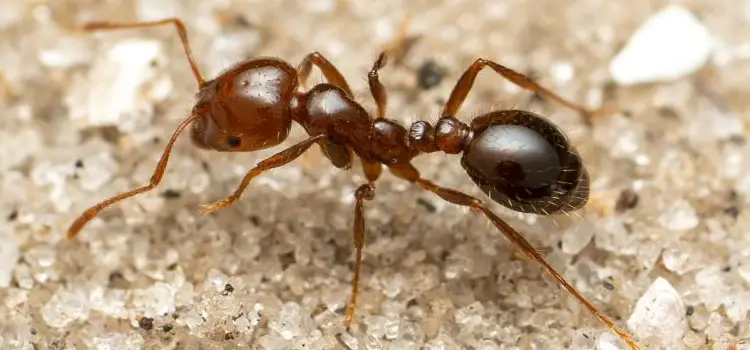 red fire ants in ohio