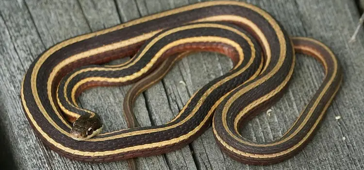 ribbon snake garter snake