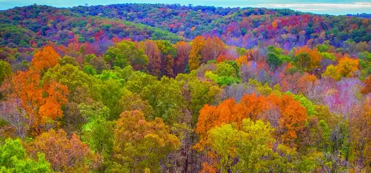 trees in brown county indiana in fall