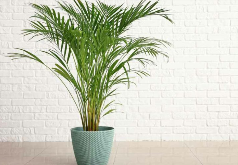 Areca Palm