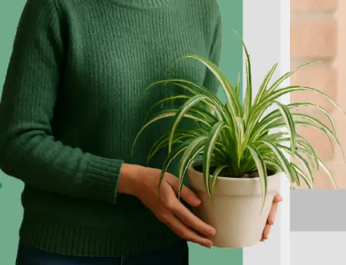21 of the Best Indoor Plants for Air Purification in Midwest Homes