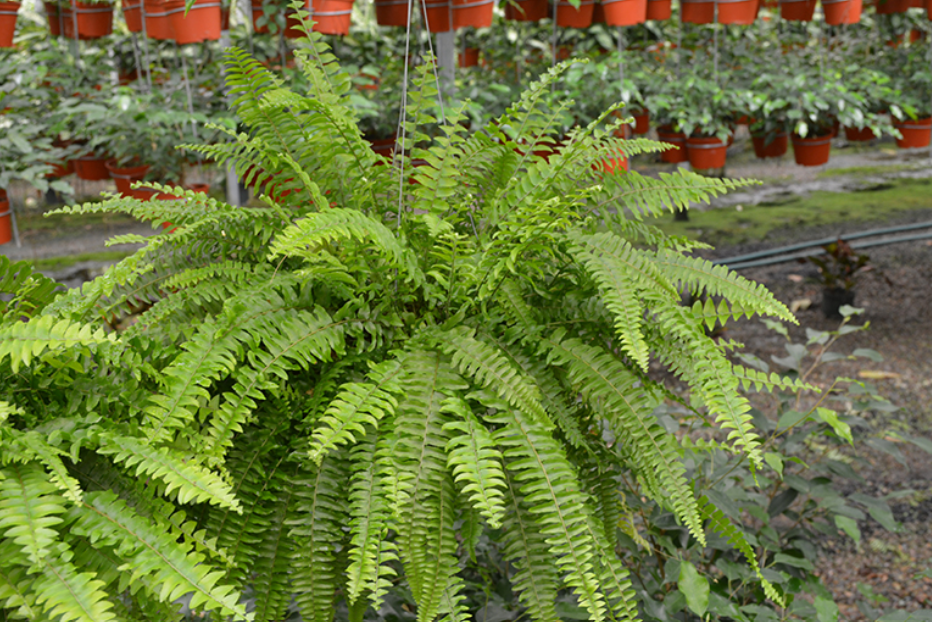 Kimberly Queen Fern