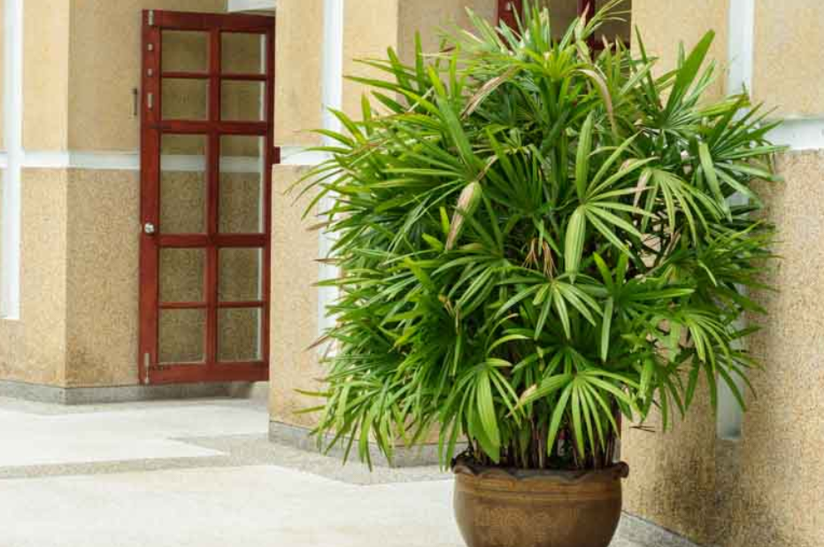 Lady Palm outside a building