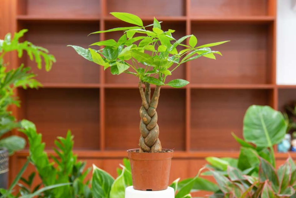 Money Tree