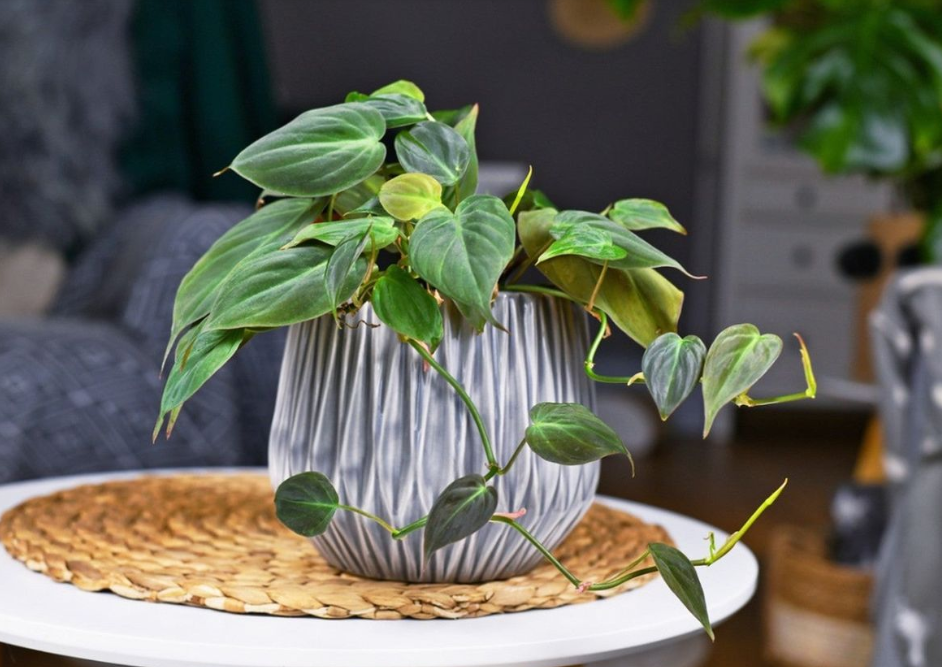 Weeping Fig on a table