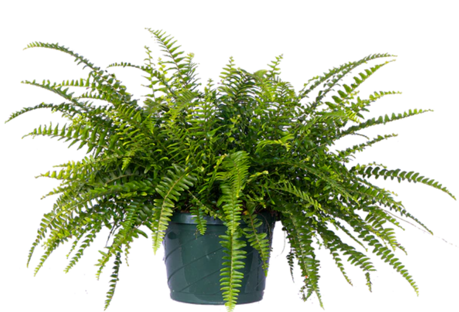 boston fern