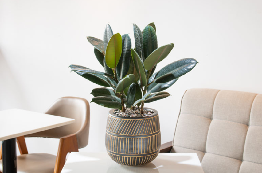 rubber plant in a living room