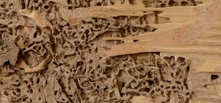 Maze-like-Patterns-Inside-Wood-from-Termites