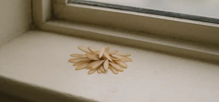 Piles-of-Shed-termite-Wings-Near-Doors-or-Windows