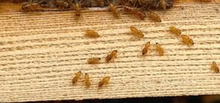 Swarming-Termites-Indoors-or-Around-the-Home