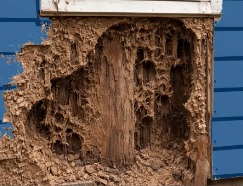Signs of Termites in Your Home (And How They Affect Energy Efficiency)